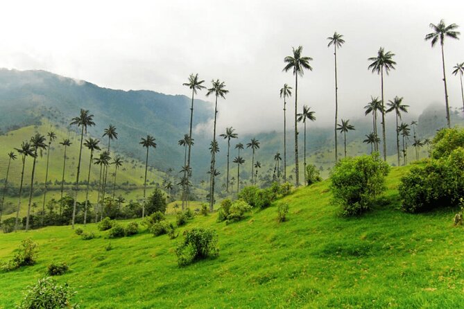 Full Day Private Tour to Valle del Cócora and Salento - A Full-Day Private Route From Pereira That Fits Real Life