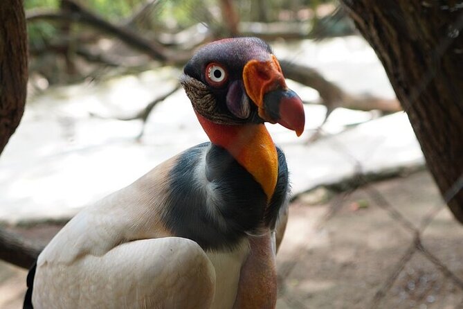Full-Day Tour Baru - National Aviary and Playa Blanca + Bioluminescent Plankton - The big plan: Cartagena to Barú in one packed day