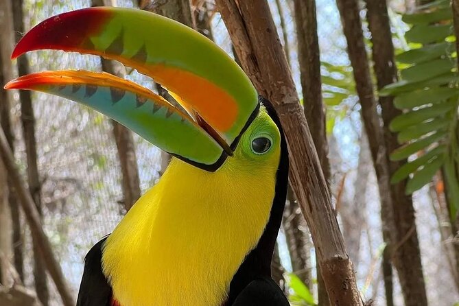 Full-Day Tour Baru - National Aviary and Playa Blanca + Bioluminescent Plankton - Second beach block and lunch voucher math