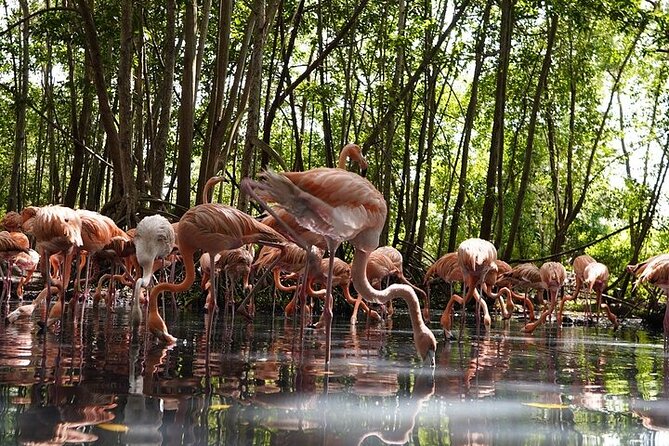 Full-Day Tour Baru - National Aviary and Playa Blanca + Bioluminescent Plankton - Isla Barú at night: the plankton boat and what lights up