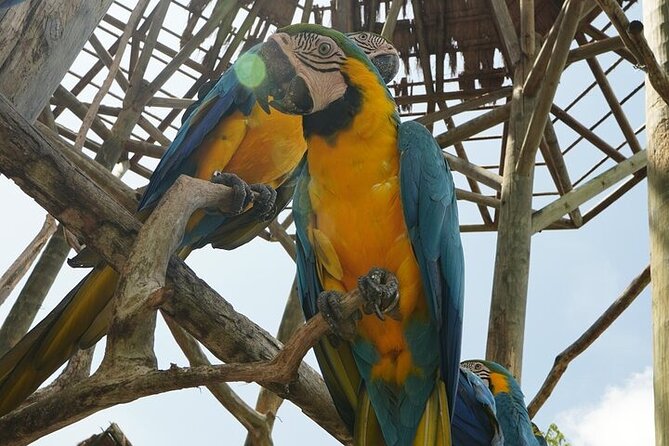 Full-Day Tour Baru - National Aviary and Playa Blanca + Bioluminescent Plankton - Price and value: when $90 feels like a steal, and when it can sting