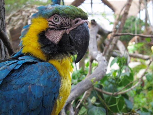 Full-Day Tour Isla Baru - National Aviary of Colombia and Playa Blanca - Key highlights you’ll feel right away