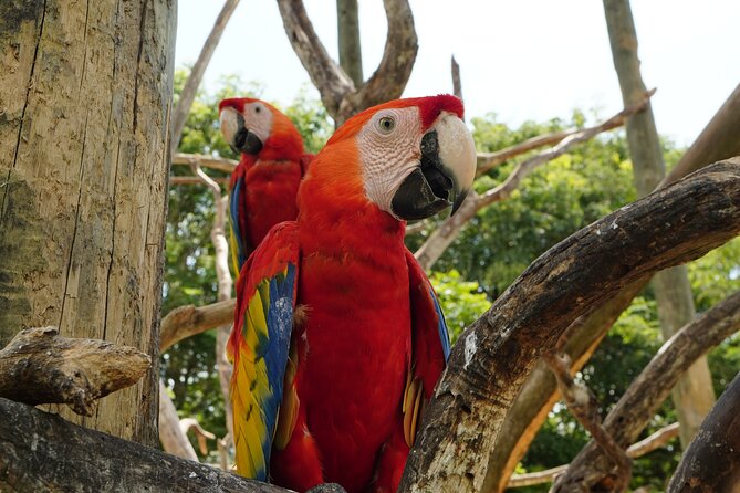 Full-Day Tour Isla Baru - National Aviary of Colombia and Playa Blanca - Cartagena panorama and the Barú bridge ride: why this part matters