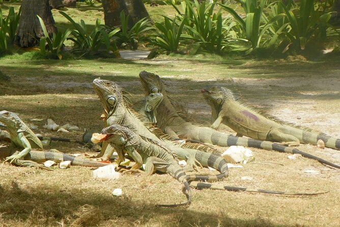 Full Day Tour to Jhonny Cay Island in San Andres - Food and drinks: plan for the island meals you’ll likely want
