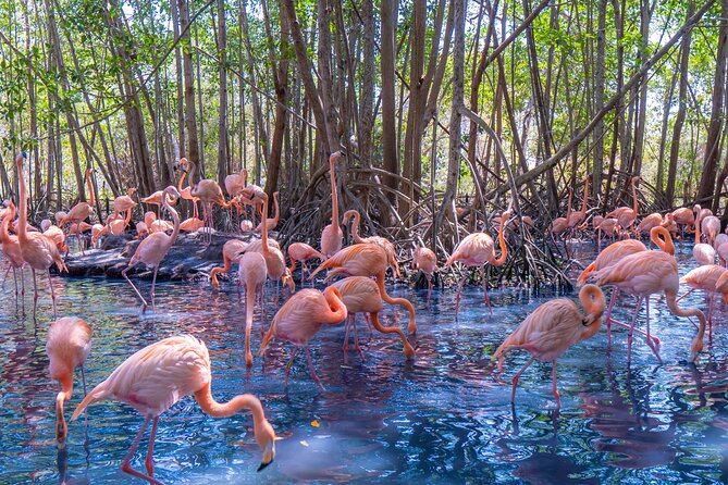 Full Day Tour to the Playa Blanca National Aviary and Plankton - Key highlights you’ll feel right away