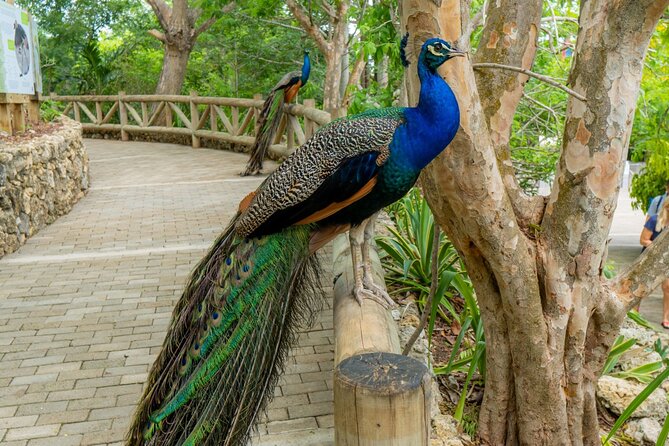 Full Day Tour to the Playa Blanca National Aviary and Plankton - Playa Blanca National Aviary: why the bird time is the star of the morning