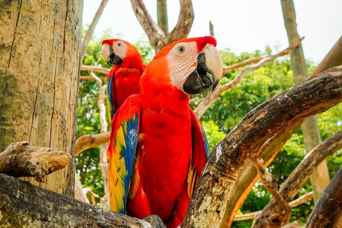 Full Day Tour to the Playa Blanca National Aviary and Plankton - Group size, timing, and who will enjoy this most