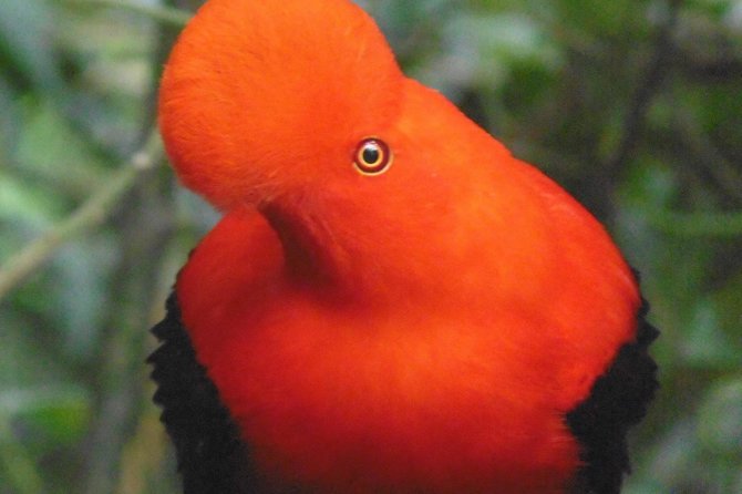 Gallito de Roca sighting - Key highlights at a glance