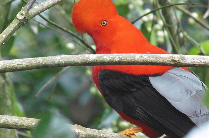 Gallito de Roca sighting - Spotting the Cock of the Rock: How the Guide Helps You See More