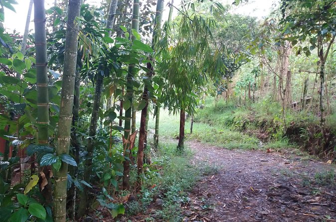 Gallito de Roca sighting - Other Birds, Hummingbirds, and the Fun Part of a Short Tour
