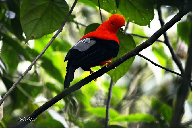 Gallito de Roca sighting - The 3:30 pm Start, Private Group Setup, and How to Plan Your Day