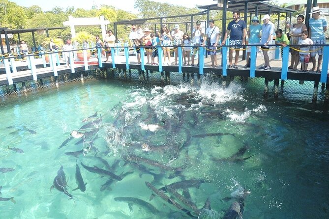 Great Tours Rosario Island, Blue Beach, Cholon And White Beach - Playa Tranquila lunch: the main beach break and the food reality