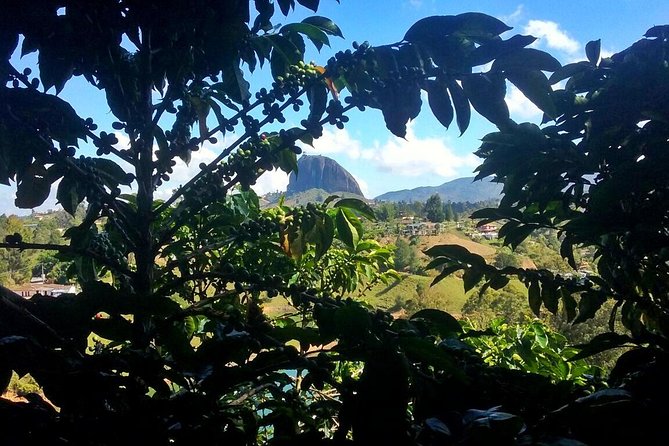 Guatape & Coffee Farm & El Peñol Rock & Quaint Town: Best Combo - Key highlights you should care about