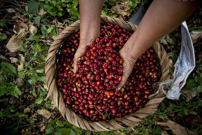 Guatape tour + Boat Ride + coffee tour “BEST EXPERIENCE” - Guatapé town tour and zócalos time: what you’ll do with 2 hours