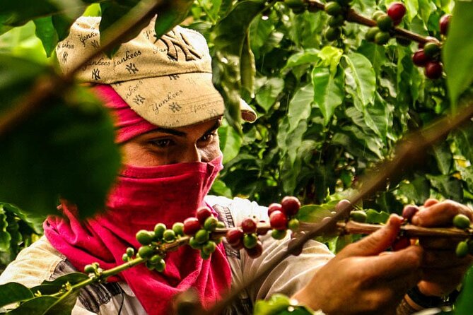 Guatape tour + Boat Ride + coffee tour “BEST EXPERIENCE” - Optional coffee experience: a nice add-on if you like hands-on food stops