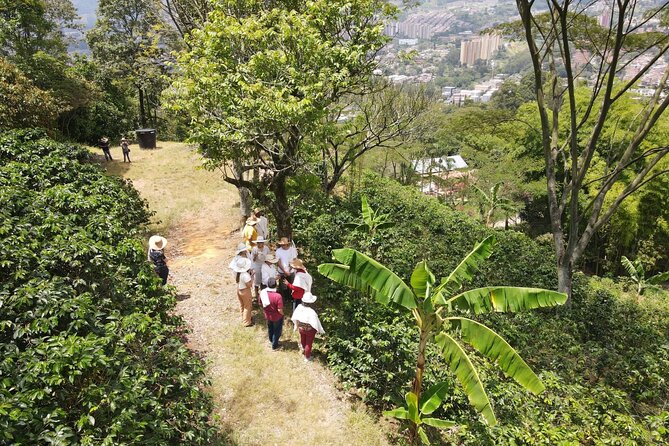 Half-day coffee tour at a coffee farm in Medellin. - A real organic coffee farm, not a tourist set-up