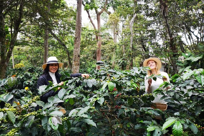 Hands-On Tour to Coffee Plantation from Bogota Option basic - Small group format: comfortable, but language can be the key variable
