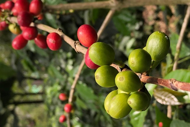 Hands-On Tour to Coffee Plantation from Bogota Option basic - Price and value for a 7 to 8 hour coffee education day