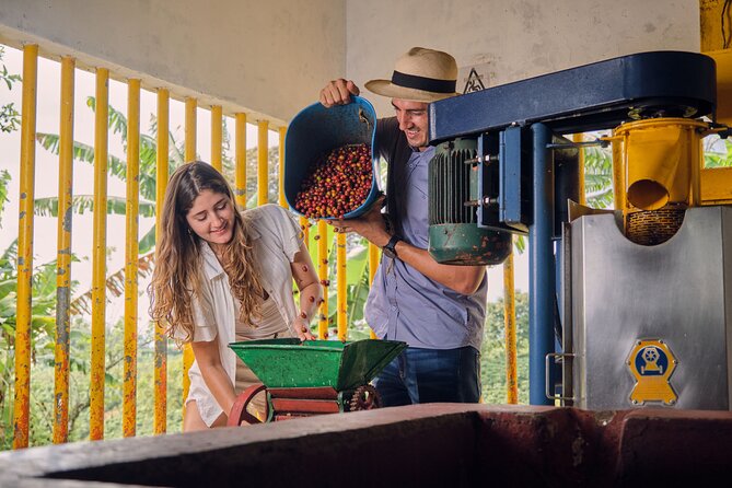 Height Coffee Tour - The full coffee lesson: from sowing the seed to dry parchment
