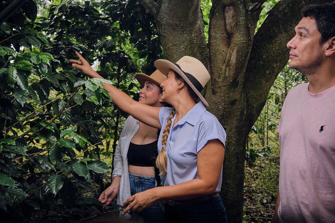 Height Coffee Tour - Roasting and tasting: how the cup ties back to the farm