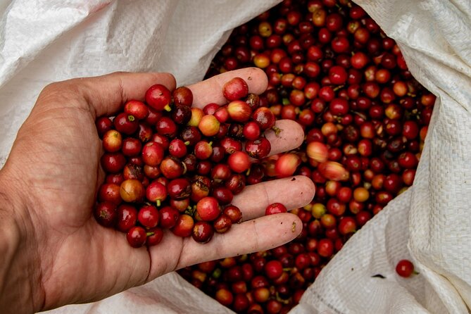 Height Coffee Tour - English tour, family-friendly pace, and what private really changes