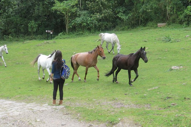 Hiking High Andean Forests - Meeting point, timing, and how the transport shapes your day