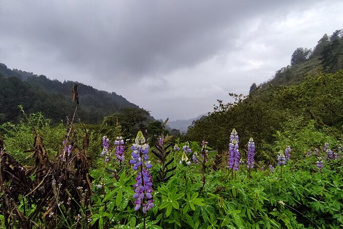 Hiking Mountains and Magical Forests - Hiking the Forest Roads, Pine Paths, and Native Trees
