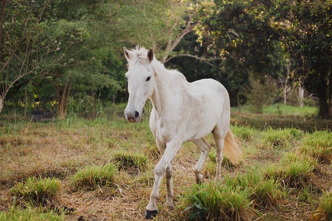 Horse Riding through Jungle with Local Lunch - From Eco Andes to Jungle Trails: What the Morning Feels Like