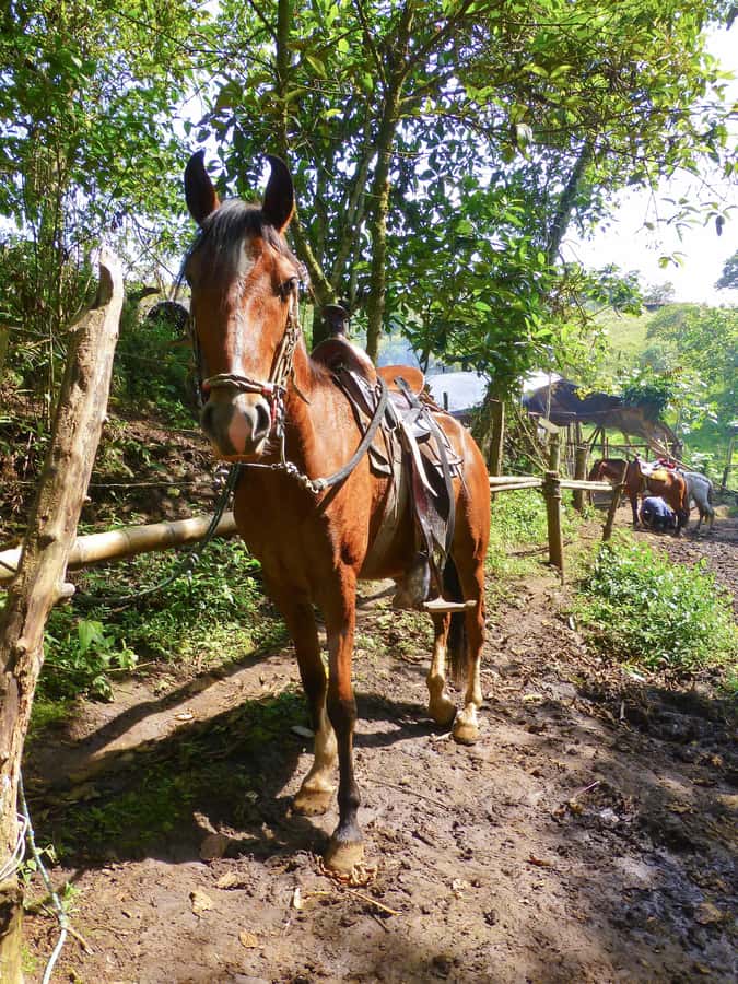 Horseback Riding Tour and visit to Tablón, Chaquira, Pelota - Who this tour fits best, and who should skip it