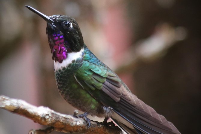 Hummingbird Birdwatching Encounter - Half Day - Bogota Hummingbird Gardens, Not a Typical City Park