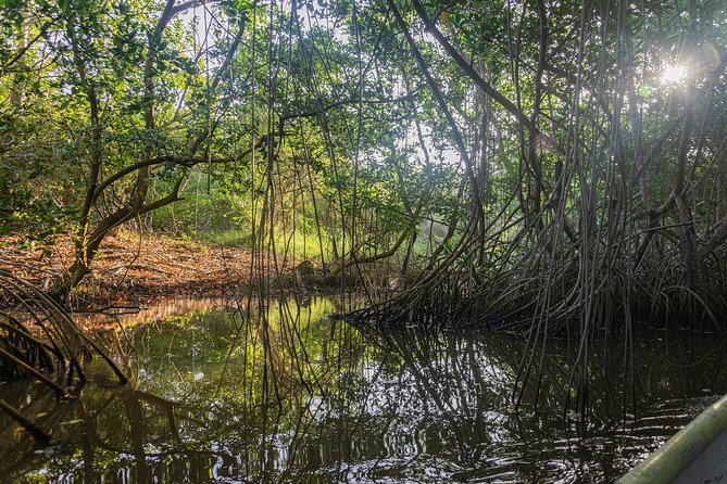 Into the Wild: Canoeing & Birdwatching in La Boquilla’s Untouched - Key Highlights You Should Actually Care About