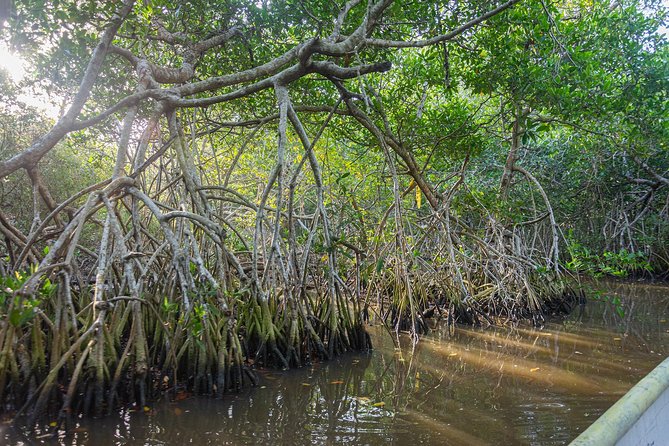 Into the Wild: Canoeing & Birdwatching in La Boquilla’s Untouched - Why La Boquilla Wetlands Feel Like a Different Side of Cartagena