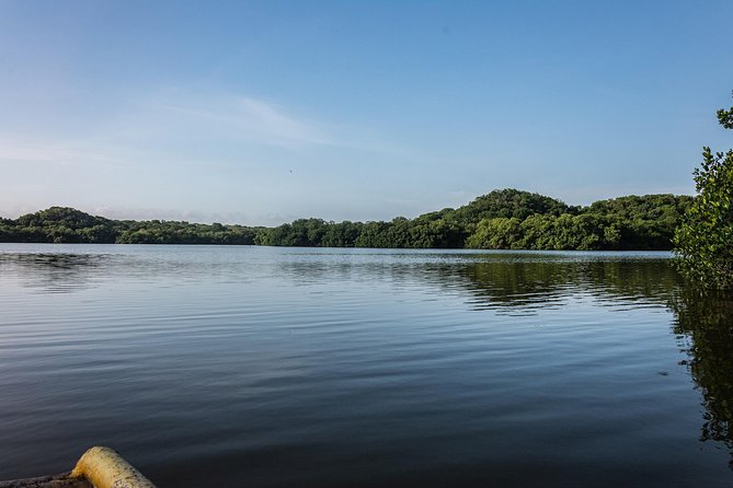Into the Wild: Canoeing & Birdwatching in La Boquilla’s Untouched - Canoeing Ciénaga de La Virgen: Quiet Water, Real Mangrove Tunnels