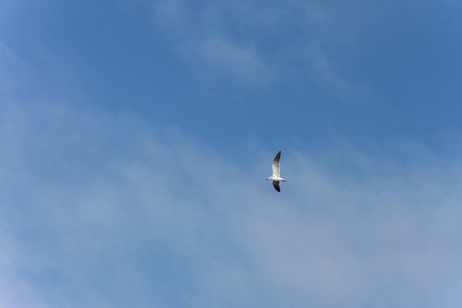 Into the Wild: Canoeing & Birdwatching in La Boquilla’s Untouched - Photography Tips for Mirror Water and Feathered Subjects
