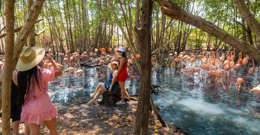 Isla Barú: Beach Club Access and Tour of the National Aviary - Who this tour suits best (and who should skip it)