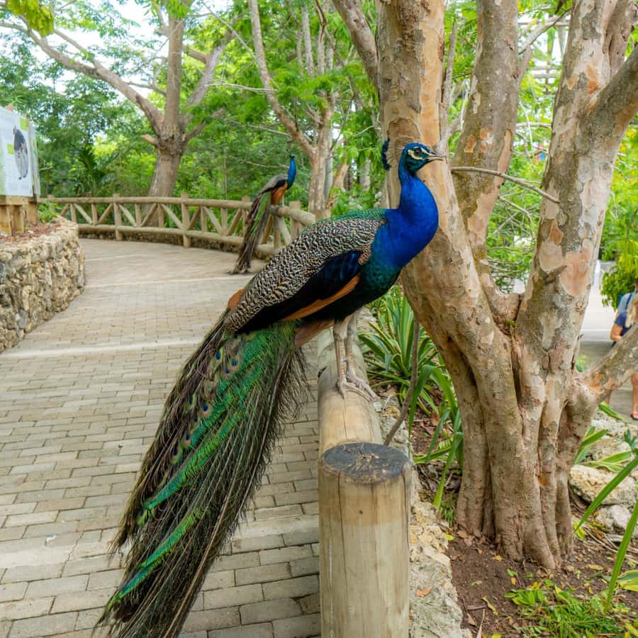 Isla Barú: Beach Club Access and Tour of the National Aviary - Baru Bridge and Canal del Dique: the drive becomes part of the story