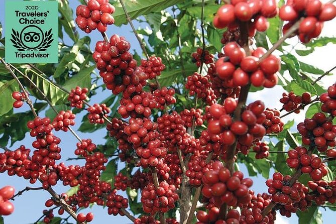 Jardín Coffee Lovers Private Tour with Waterfall Option from Medellín - Jardín Center on Foot: Live Roasting and Cathedral Time