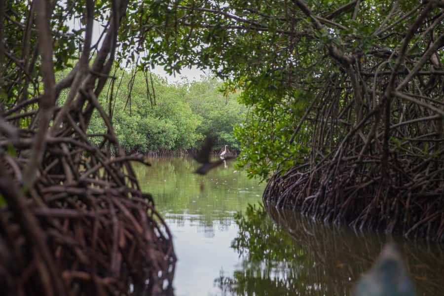 La Boquilla: 3-Hour Canoe Tour through the Mangroves - Key Things To Know Before You Go