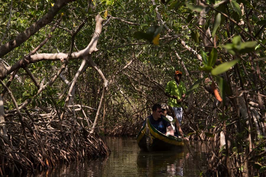 La Boquilla: 3-Hour Canoe Tour through the Mangroves - Meet Emanuel and Pablo, the Fishermen Who Explain the Mangroves
