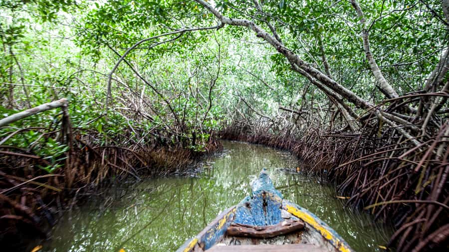 La Boquilla: 3-Hour Canoe Tour through the Mangroves - Transfers From Cartagena Hotels, Plus a Common Logistics Surprise