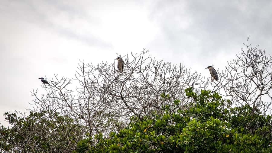 La Boquilla: 3-Hour Canoe Tour through the Mangroves - Price and Value: How $159 Per Person Makes Sense
