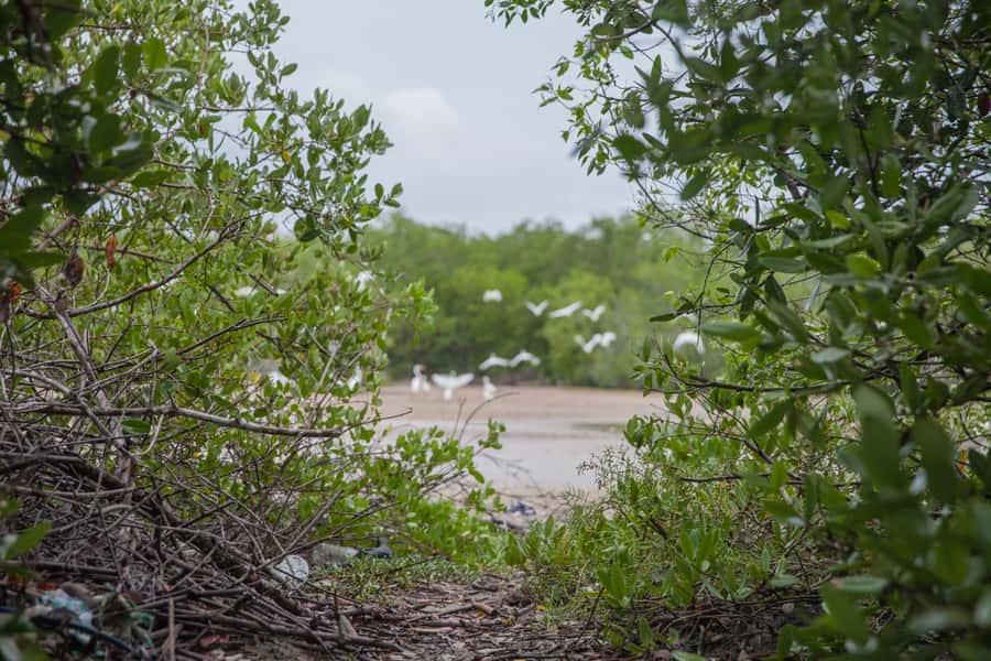 La Boquilla: 3-Hour Canoe Tour through the Mangroves - What to Bring, What to Wear, and Who Should Skip It