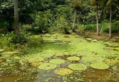 Amazing Three Day Jungle Tours