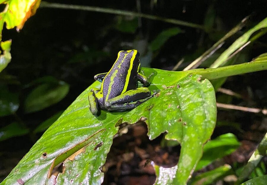 Leticia: Amazing Three Day Jungle Tours - Comfort and Food: Private Rooms, Cold Showers, Repeating Meals