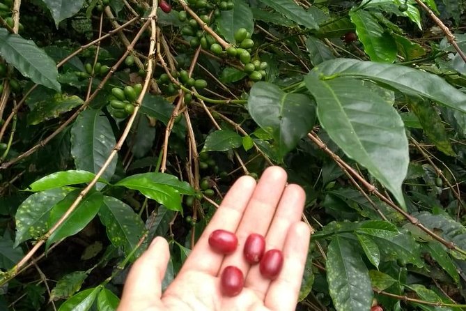 Luxury Coffee Plantation Private Tour (9 Hrs.) - Cupping and Tasting, The Skills That Turn a Flavor Into a Lesson