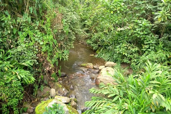 Luxury Coffee Plantation Private Tour (9 Hrs.) - Lunch at the Farm, Because You’ll Be Working Your Appetite