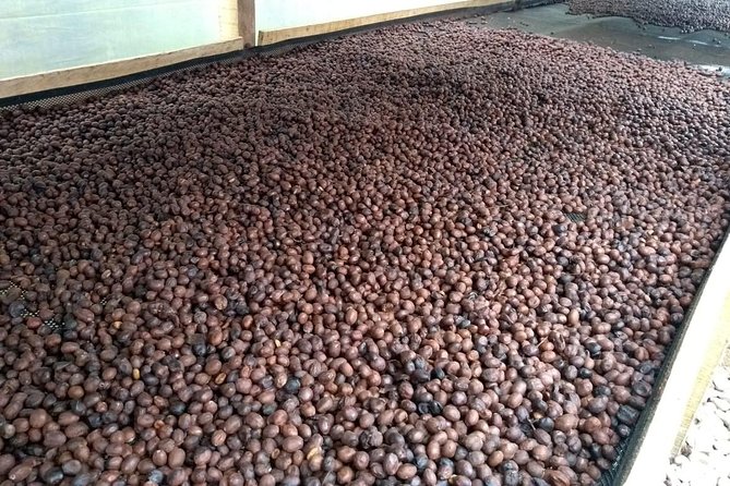 Luxury Coffee Plantation Private Tour (9 Hrs.) - Guide and Driver Quality, The Real Secret Ingredient