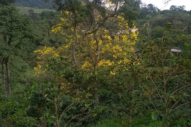 Luxury Coffee Plantation Private Tour (9 Hrs.) - Price and Value: What $489 Buys You in the Real World