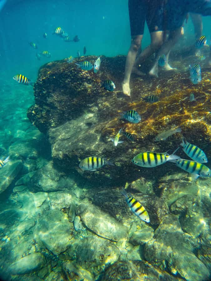 Magdalena: Tayrona Park Cruise with Snorkeling & Beaches - Key Highlights To Know Before You Go