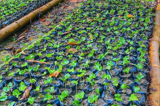 Magic Minca : Waterfalls, Cocoa Workshop and Coffee From Santa Marta - First hours in Minca: pickup, timing, and how the day flows